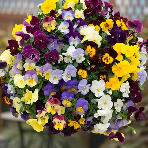 Preplanted 'Pansy Cool Wave' Hanging Basket 5 Preplanted 'Pansy Cool Wave' Hanging Basket - Image 3