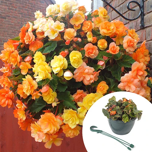 'Apricot Shades' Preplanted Basket 3 'Apricot Shades' Preplanted Basket