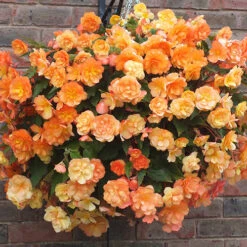 'Apricot Shades' Preplanted Basket 12 'Apricot Shades' Preplanted Basket -Garden Plants Sales 450042 4