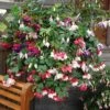 Pre-planted Basket Jumbo Fuchsia Mixed 1 Pre-planted Basket Jumbo Fuchsia Mixed -Garden Plants Sales 450058