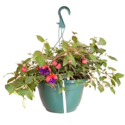 Pre-planted Basket Jumbo Fuchsia Mixed -Garden Plants Sales 450058 2