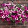 'Eton Mess' Pre-Planted Basket -Garden Plants Sales 450079