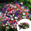 'Union Jack' Pre-Planted Basket -Garden Plants Sales 450081
