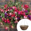 Premium Pre-planted Fuchsia Trailing Rattan Basket 1 Premium Pre-planted Fuchsia Trailing Rattan Basket -Garden Plants Sales 450145