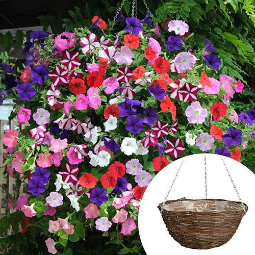 Premium Pre-planted Petunia Union Jack Rattan Basket 3 Premium Pre-planted Petunia Union Jack Rattan Basket