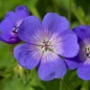 Hardy Geranium 'Rozanne' - RHS Plant Of The Centenary 2 Hardy Geranium 'Rozanne' - RHS Plant Of The Centenary -Garden Plants Sales 480120