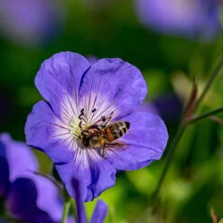 Hardy Geranium 'Rozanne' - RHS Plant Of The Centenary -Garden Plants Sales 480120 2