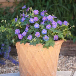 Hardy Geranium 'Rozanne' - RHS Plant Of The Centenary -Garden Plants Sales 480120 3