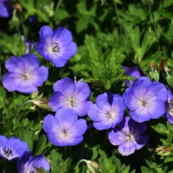 Hardy Geranium 'Rozanne' - RHS Plant Of The Centenary -Garden Plants Sales 480120 4