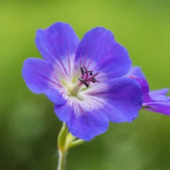 Hardy Geranium 'Rozanne' - RHS Plant Of The Centenary -Garden Plants Sales 480120 5