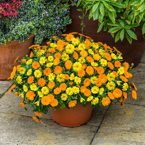 Power Daisy Collection 3 Power Daisy Collection