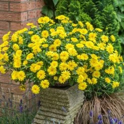 Power Daisy Collection 13 Power Daisy Collection -Garden Plants Sales 480393 2