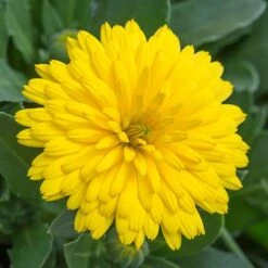 Power Daisy Collection 15 Power Daisy Collection -Garden Plants Sales 480393 4