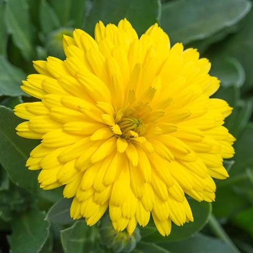 Power Daisy Collection 7 Power Daisy Collection - Image 5