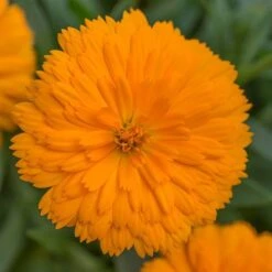 Power Daisy Collection 16 Power Daisy Collection -Garden Plants Sales 480393 5