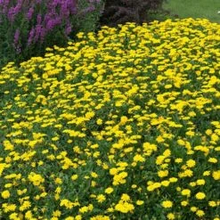 Power Daisy Collection 17 Power Daisy Collection -Garden Plants Sales 480393 6