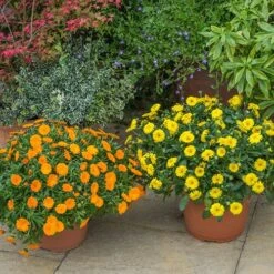 Power Daisy Collection 18 Power Daisy Collection -Garden Plants Sales 480393 7