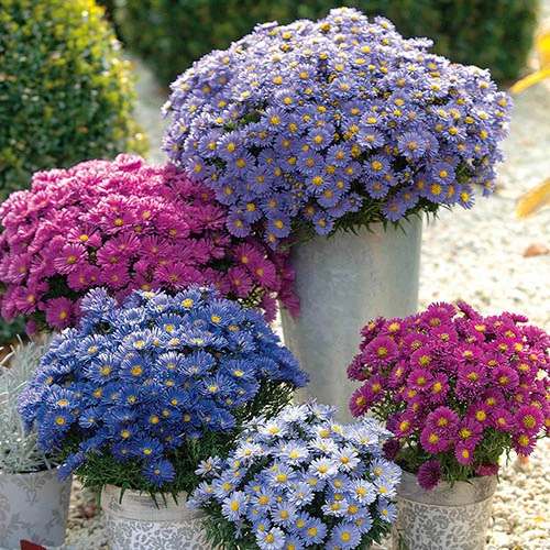 Aster Dumosus 'Autumn Jewels' 2 Aster Dumosus 'Autumn Jewels'