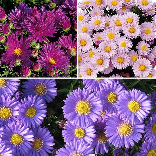 Aster Dumosus 'Autumn Jewels' 3 Aster Dumosus 'Autumn Jewels' - Image 2