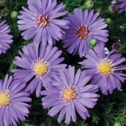 Aster Dumosus 'Autumn Jewels' 13 Aster Dumosus 'Autumn Jewels' -Garden Plants Sales 480451 3