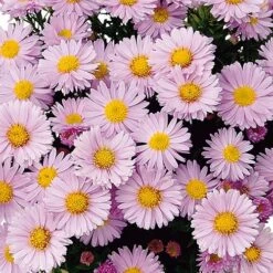 Aster Dumosus 'Autumn Jewels' 15 Aster Dumosus 'Autumn Jewels' -Garden Plants Sales 480451 5