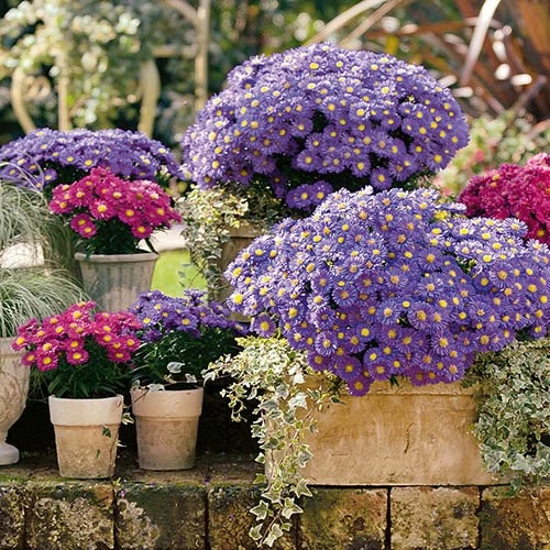 Aster Dumosus 'Autumn Jewels' 8 Aster Dumosus 'Autumn Jewels' - Image 7