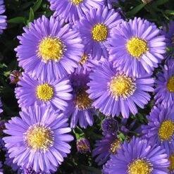 Aster Dumosus 'Autumn Jewels' 17 Aster Dumosus 'Autumn Jewels' -Garden Plants Sales 480451 7
