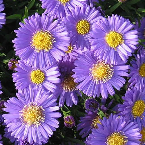 Aster Dumosus 'Autumn Jewels' 9 Aster Dumosus 'Autumn Jewels' - Image 8