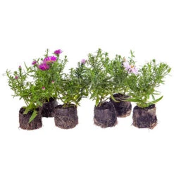 Aster Dumosus 'Autumn Jewels' 18 Aster Dumosus 'Autumn Jewels' -Garden Plants Sales 480451 8