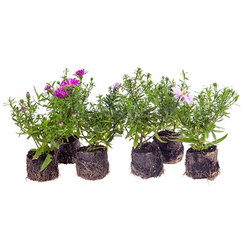 Aster Dumosus 'Autumn Jewels' 10 Aster Dumosus 'Autumn Jewels' - Image 9