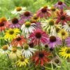 Echinacea 'Cheyenne Spirit' -Garden Plants Sales 480567