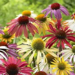 Echinacea 'Cheyenne Spirit' -Garden Plants Sales 480567 1