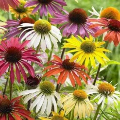 Echinacea 'Cheyenne Spirit' -Garden Plants Sales 480567 2