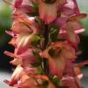 Foxglove Digitalis 'Illumination Flame' -Garden Plants Sales 480579