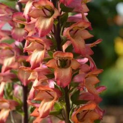 Foxglove Digitalis 'Illumination Flame' -Garden Plants Sales 480579 1