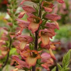 Foxglove Digitalis 'Illumination Flame' -Garden Plants Sales 480579 3