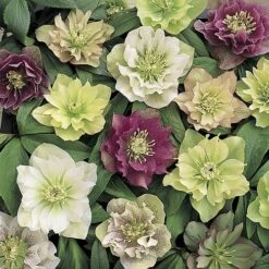 Hellebore 'Double Queen' Mix