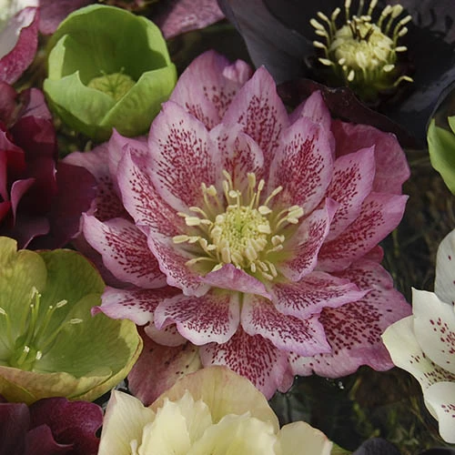 Hellebore 'Double Queen' Mix 4 Hellebore 'Double Queen' Mix - Image 2