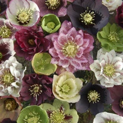 Hellebore 'Double Queen' Mix 9 Hellebore 'Double Queen' Mix -Garden Plants Sales 480728 2