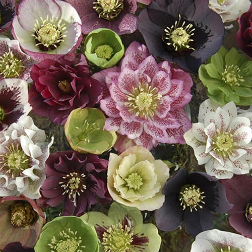 Hellebore 'Double Queen' Mix 5 Hellebore 'Double Queen' Mix - Image 3