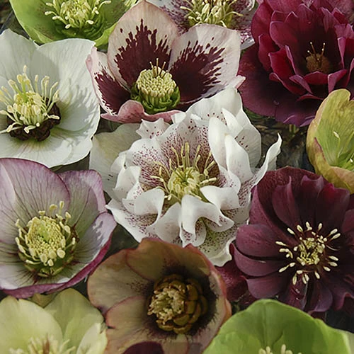 Hellebore 'Double Queen' Mix 6 Hellebore 'Double Queen' Mix - Image 4