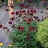 Chocolate Cosmos Collection 1 Chocolate Cosmos Collection -Garden Plants Sales 480735