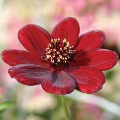 Chocolate Cosmos Collection -Garden Plants Sales 480735 1