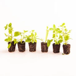 Chocolate Cosmos Collection -Garden Plants Sales 480735 2