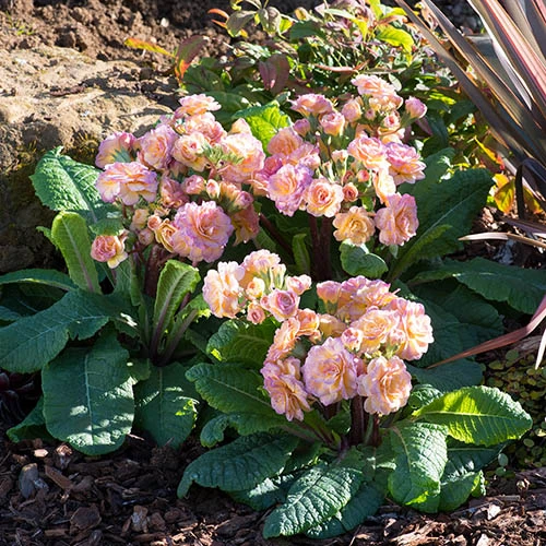 Primula 'Pretty Polly Blushing Peach' 4 Primula 'Pretty Polly Blushing Peach' - Image 2
