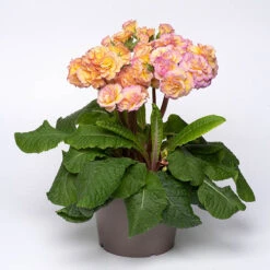 Primula 'Pretty Polly Blushing Peach' 7 Primula 'Pretty Polly Blushing Peach' -Garden Plants Sales 480866 2