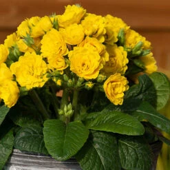 Pollyanna Collection -Garden Plants Sales 480875 2