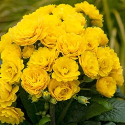 Pollyanna Collection -Garden Plants Sales 480875 3