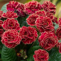 Pollyanna Collection -Garden Plants Sales 480875 4