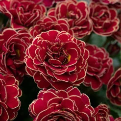 Pollyanna Collection -Garden Plants Sales 480875 5